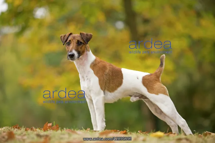  : Dog - Smooth Fox Terrier