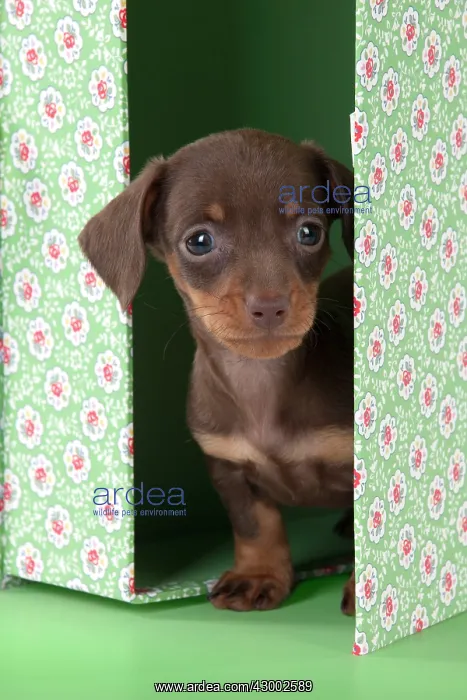 : Dog - Smooth haired Dachshund : Dog - Smooth haired Dachshund