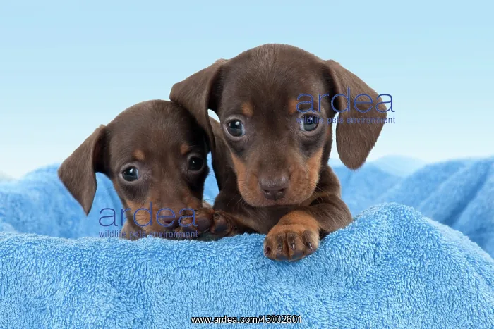 : Dog - Smooth haired Dachshund : Dog - Smooth haired Dachshund