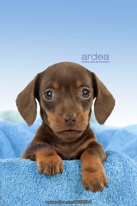 : Dog - Smooth haired Dachshund : Dog - Smooth haired Dachshund