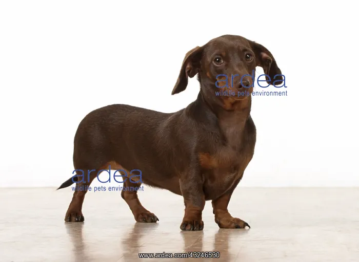 : Dog Smooth-haired Dachshund : Dog Smooth-haired Dachshund