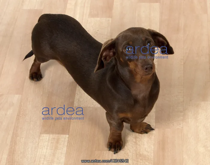 : Dog Smooth-haired Dachshund : Dog Smooth-haired Dachshund