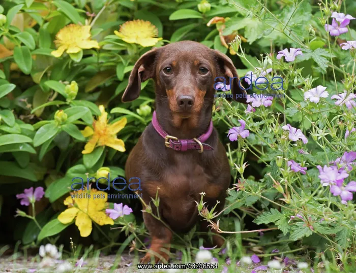 : Dog Smooth-haired Dachshund : Dog Smooth-haired Dachshund
