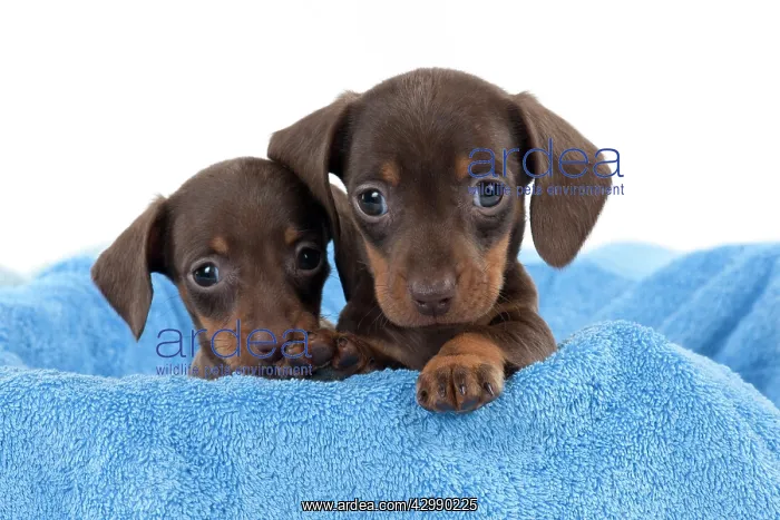 : DOG - Smooth haired dachshund puppies looking over : DOG - Smooth haired dachshund puppies looking over