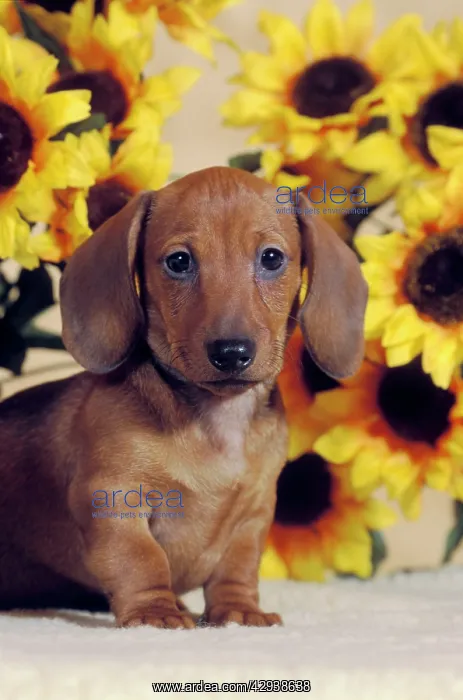 : Dog - Smooth-haired Dachshund puppy, portrait standing : Dog - Smooth-haired Dachshund puppy, portrait standing