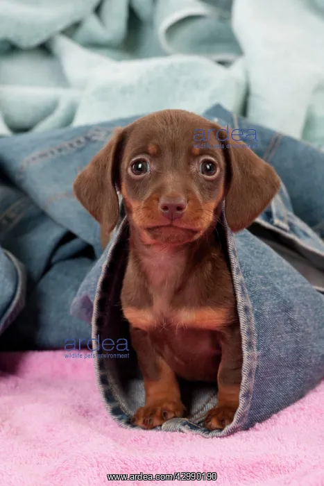 : DOG - Smooth haired dachshund puppy sitting in : DOG - Smooth haired dachshund puppy sitting in