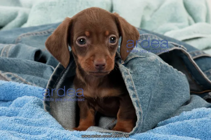 : DOG - Smooth haired dachshund puppy sitting in : DOG - Smooth haired dachshund puppy sitting in