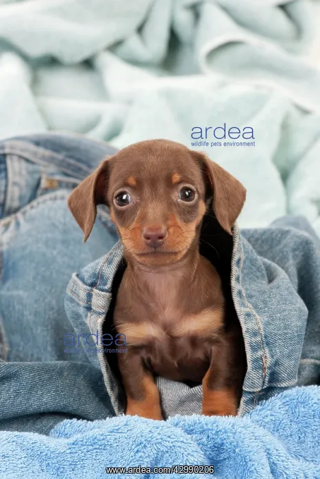 : DOG - Smooth haired dachshund puppy sitting in : DOG - Smooth haired dachshund puppy sitting in