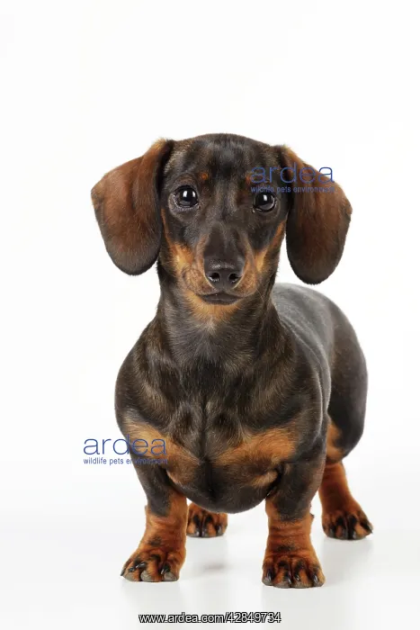: DOG. Smooth haired minature dachsund : DOG. Smooth haired minature dachsund