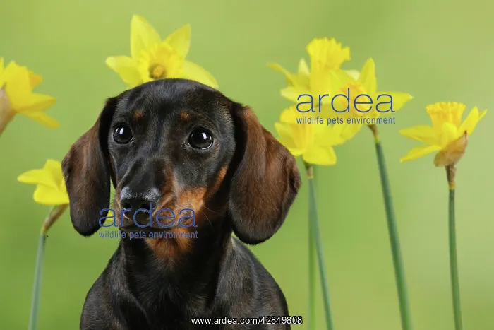: DOG. Smooth haired minature dachsund in daffodils : DOG. Smooth haired minature dachsund in daffodils