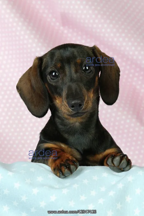 : DOG. Smooth haired minature dachsund on pink and : DOG. Smooth haired minature dachsund on pink and