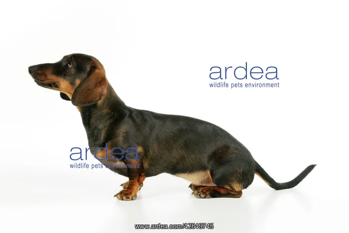  : DOG. Smooth haired minature dachsund sitting