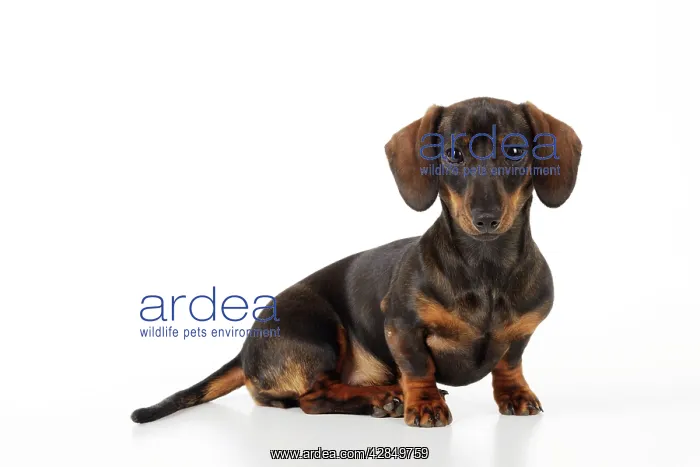 : DOG. Smooth haired minature dachsund sitting : DOG. Smooth haired minature dachsund sitting