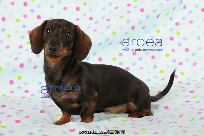  : DOG. Smooth haired minature dachsund sitting on