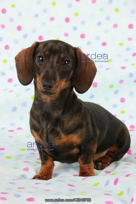 : DOG. Smooth haired minature dachsund sitting on : DOG. Smooth haired minature dachsund sitting on