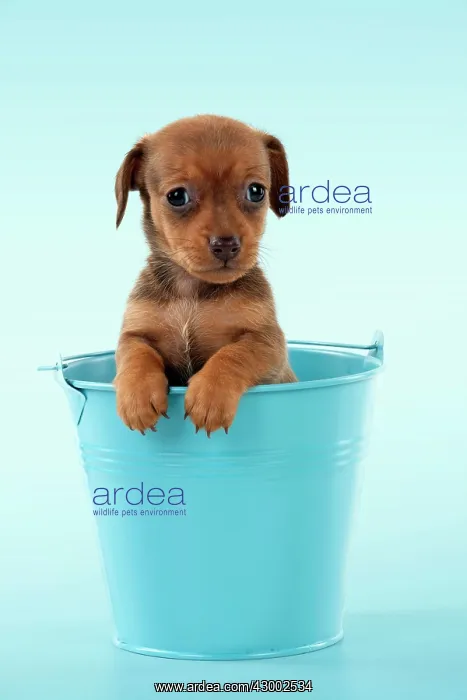 : Dog - Smooth haired Miniature Dachshund : Dog - Smooth haired Miniature Dachshund