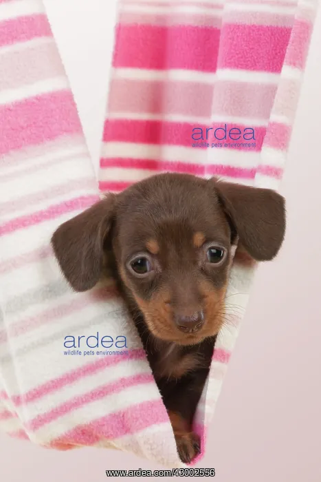 : Dog - Smooth haired Miniature Dachshund : Dog - Smooth haired Miniature Dachshund