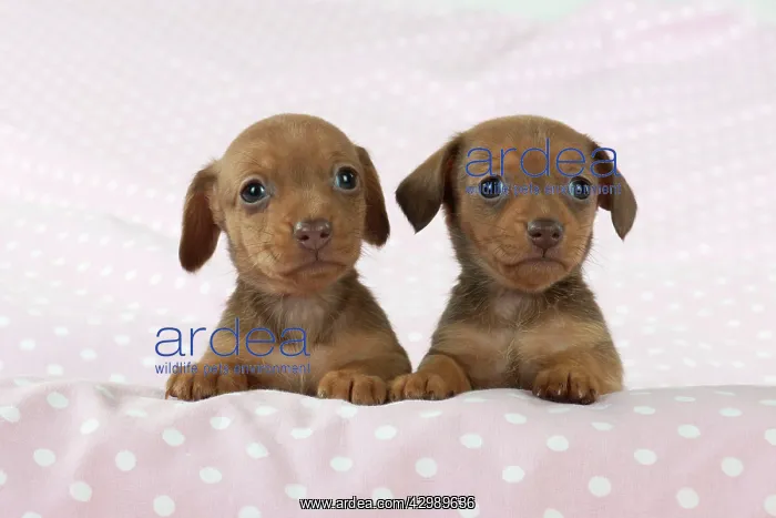  : DOG - Smooth haired miniature dachshund puppies