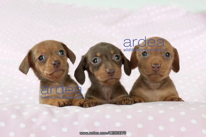  : DOG - Smooth haired miniature dachshund puppies