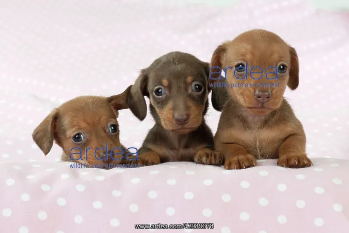 : DOG - Smooth haired miniature dachshund puppies : DOG - Smooth haired miniature dachshund puppies
