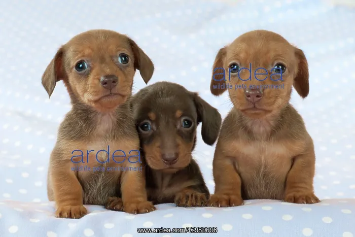 : DOG - Smooth haired miniature dachshund puppies : DOG - Smooth haired miniature dachshund puppies