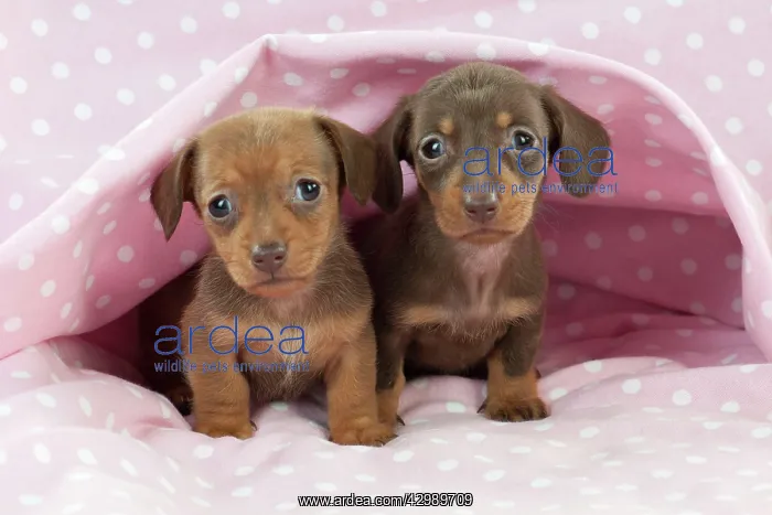 : DOG - Smooth haired miniature dachshund puppies : DOG - Smooth haired miniature dachshund puppies