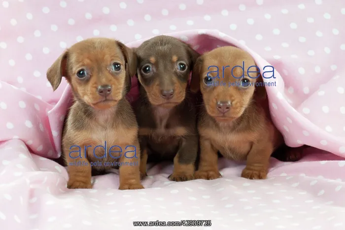 : DOG - Smooth haired miniature dachshund puppies : DOG - Smooth haired miniature dachshund puppies