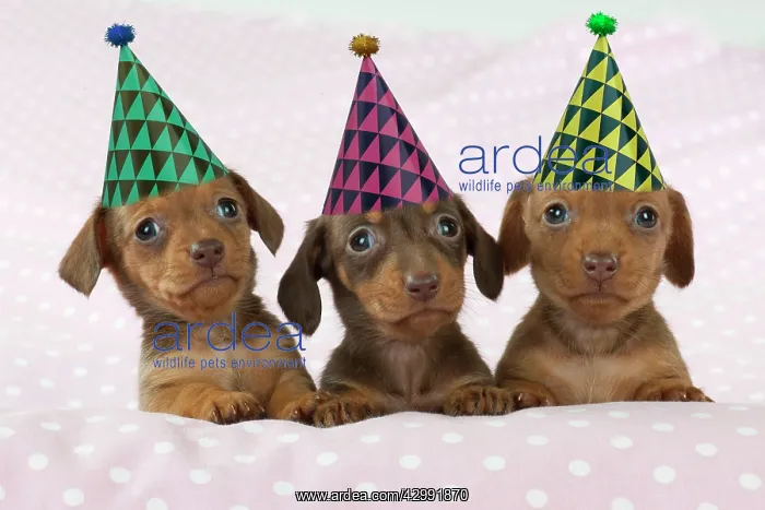 : DOG - Smooth haired miniature dachshund puppies : DOG - Smooth haired miniature dachshund puppies