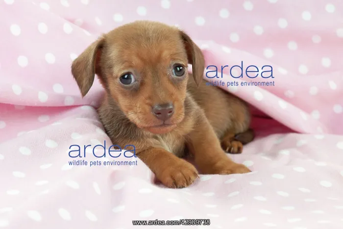 : DOG - Smooth haired miniature dachshund puppy laying : DOG - Smooth haired miniature dachshund puppy laying