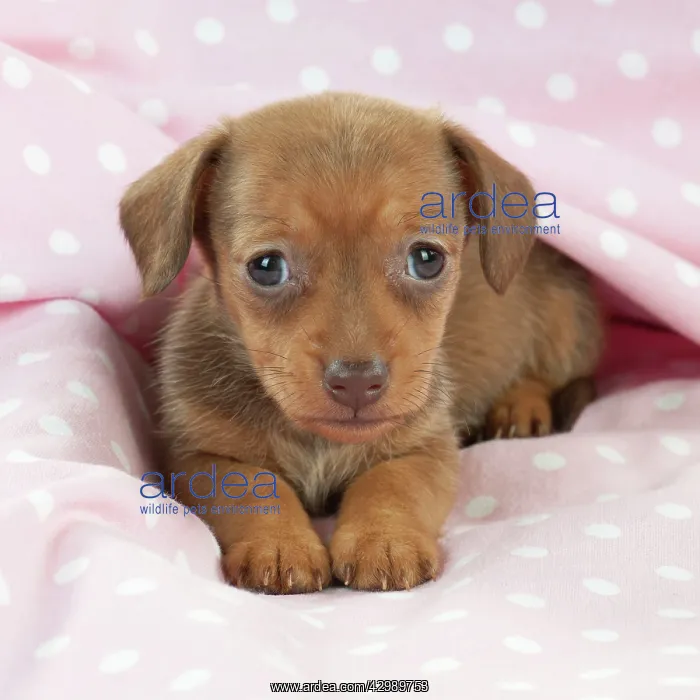 : DOG - Smooth haired miniature dachshund puppy laying : DOG - Smooth haired miniature dachshund puppy laying