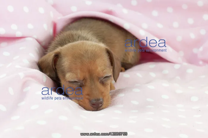 : DOG - Smooth haired miniature dachshund puppy laying : DOG - Smooth haired miniature dachshund puppy laying