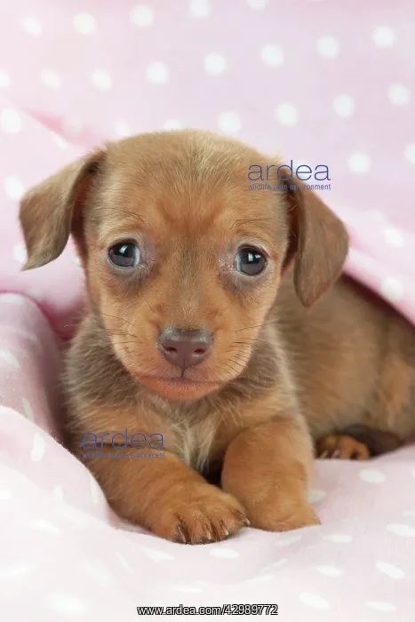 : DOG - Smooth haired miniature dachshund puppy laying : DOG - Smooth haired miniature dachshund puppy laying