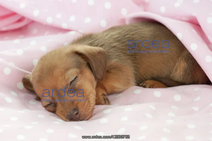 : DOG - Smooth haired miniature dachshund puppy laying : DOG - Smooth haired miniature dachshund puppy laying