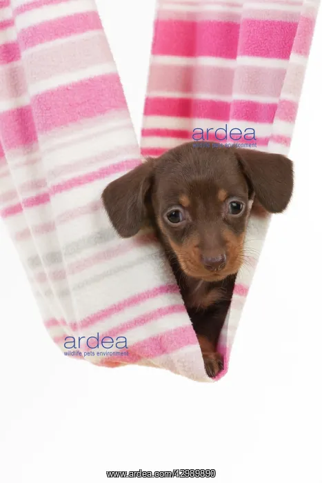 : DOG - Smooth haired miniature dachshund puppy laying : DOG - Smooth haired miniature dachshund puppy laying