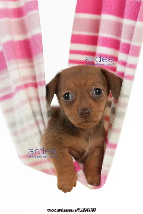 : DOG - Smooth haired miniature dachshund puppy laying : DOG - Smooth haired miniature dachshund puppy laying