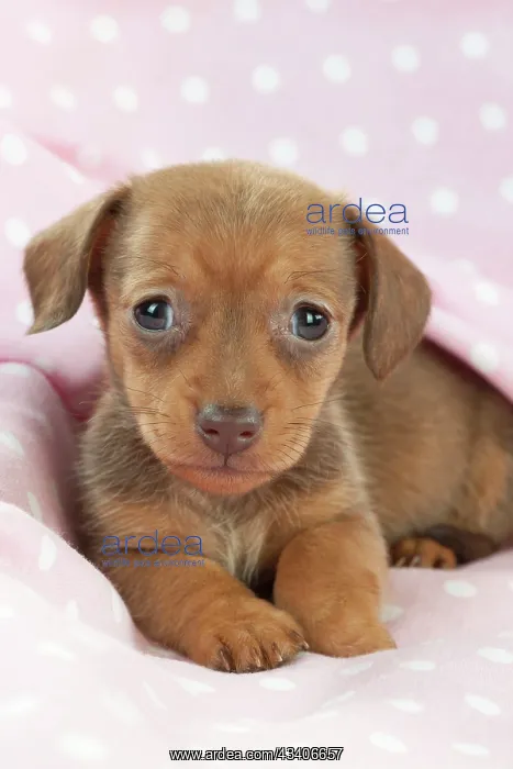 : DOG - Smooth haired miniature dachshund puppy laying : DOG - Smooth haired miniature dachshund puppy laying