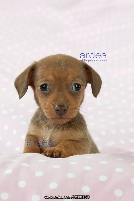 : DOG - Smooth haired miniature dachshund puppy sitting : DOG - Smooth haired miniature dachshund puppy sitting