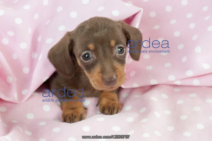 : DOG - Smooth haired miniature dachshund puppy sitting : DOG - Smooth haired miniature dachshund puppy sitting