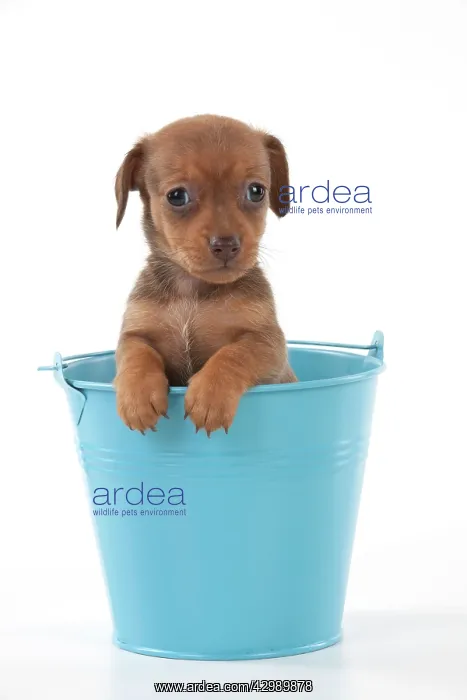  : DOG - Smooth haired miniature dachshund puppy sitting