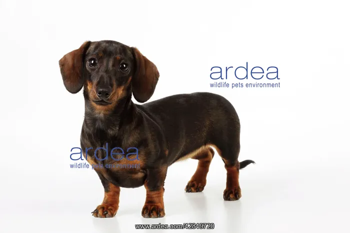 : DOG. Smooth haired miniature dachsund : DOG. Smooth haired miniature dachsund