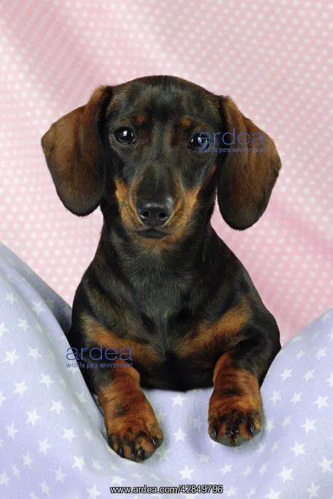 : DOG. Smooth haired miniature dachsund on pink and : DOG. Smooth haired miniature dachsund on pink and