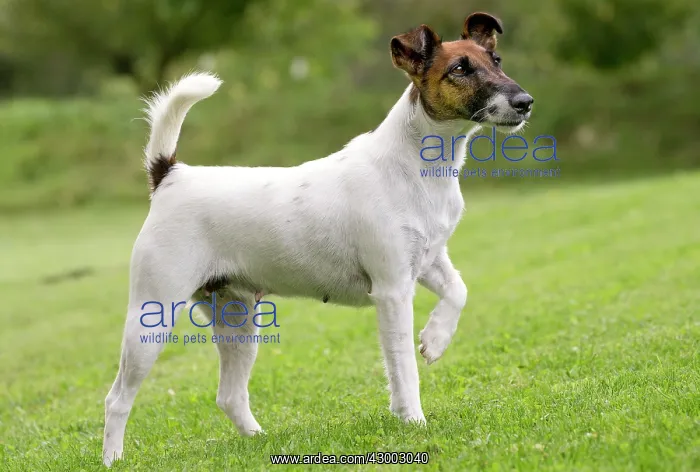  : Dog - Smooth  /  Smooth-haired Fox Terrier