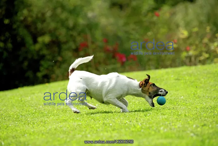 : Dog - Smooth / Smooth-haired Fox Terrier : Dog - Smooth / Smooth-haired Fox Terrier