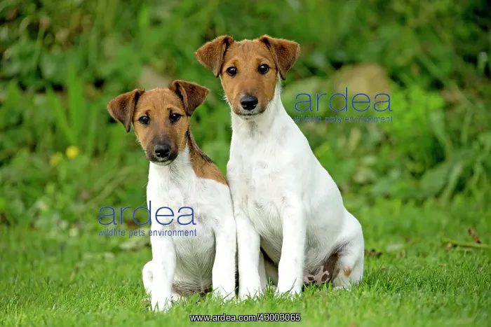 : Dog - Smooth / Smooth-haired Fox Terrier : Dog - Smooth / Smooth-haired Fox Terrier