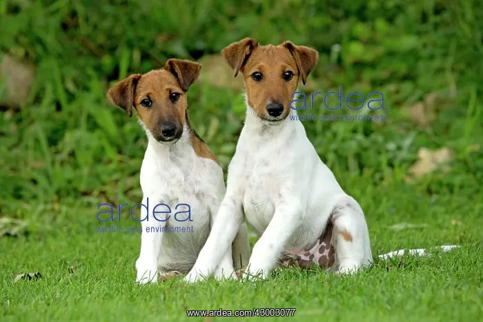: Dog - Smooth / Smooth-haired Fox Terrier : Dog - Smooth / Smooth-haired Fox Terrier