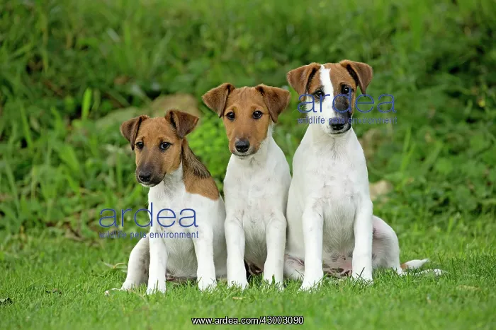 : Dog - Smooth / Smooth-haired Fox Terrier : Dog - Smooth / Smooth-haired Fox Terrier