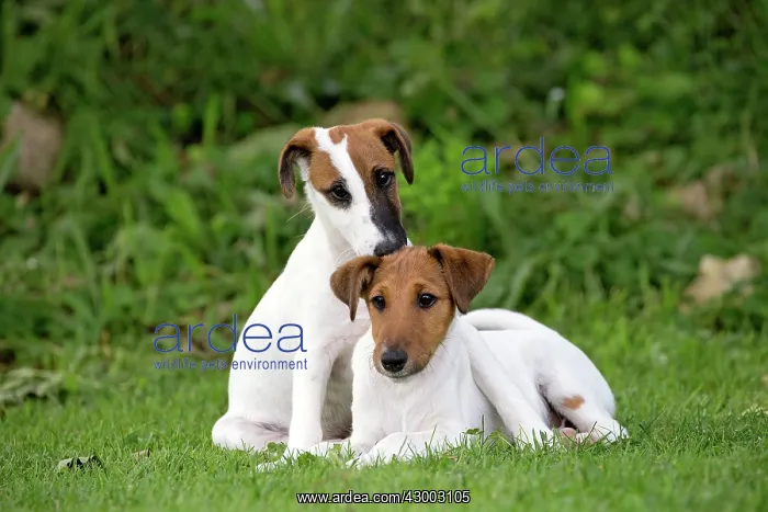  : Dog - Smooth  /  Smooth-haired Fox Terrier