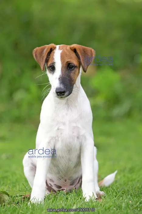: Dog - Smooth / Smooth-haired Fox Terrier : Dog - Smooth / Smooth-haired Fox Terrier