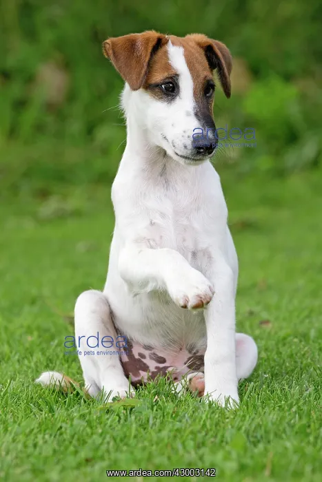  : Dog - Smooth  /  Smooth-haired Fox Terrier