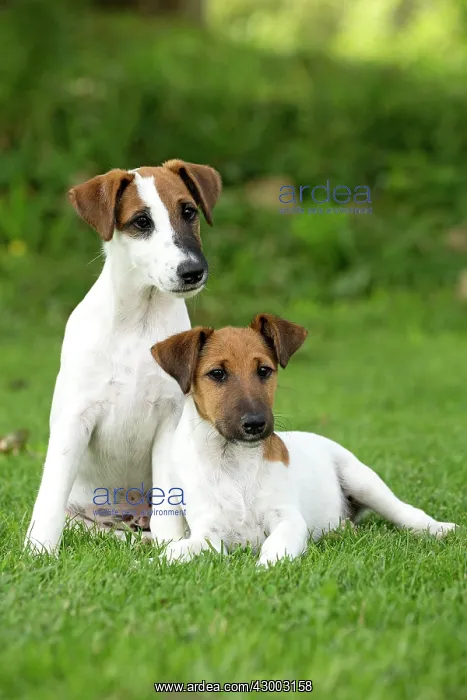 : Dog - Smooth / Smooth-haired Fox Terrier : Dog - Smooth / Smooth-haired Fox Terrier